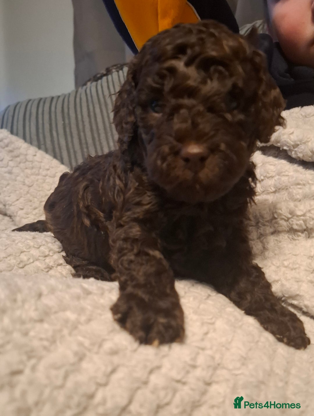 Cockapoo dogs for sale: Minature cockapoo puppies - Advert 6