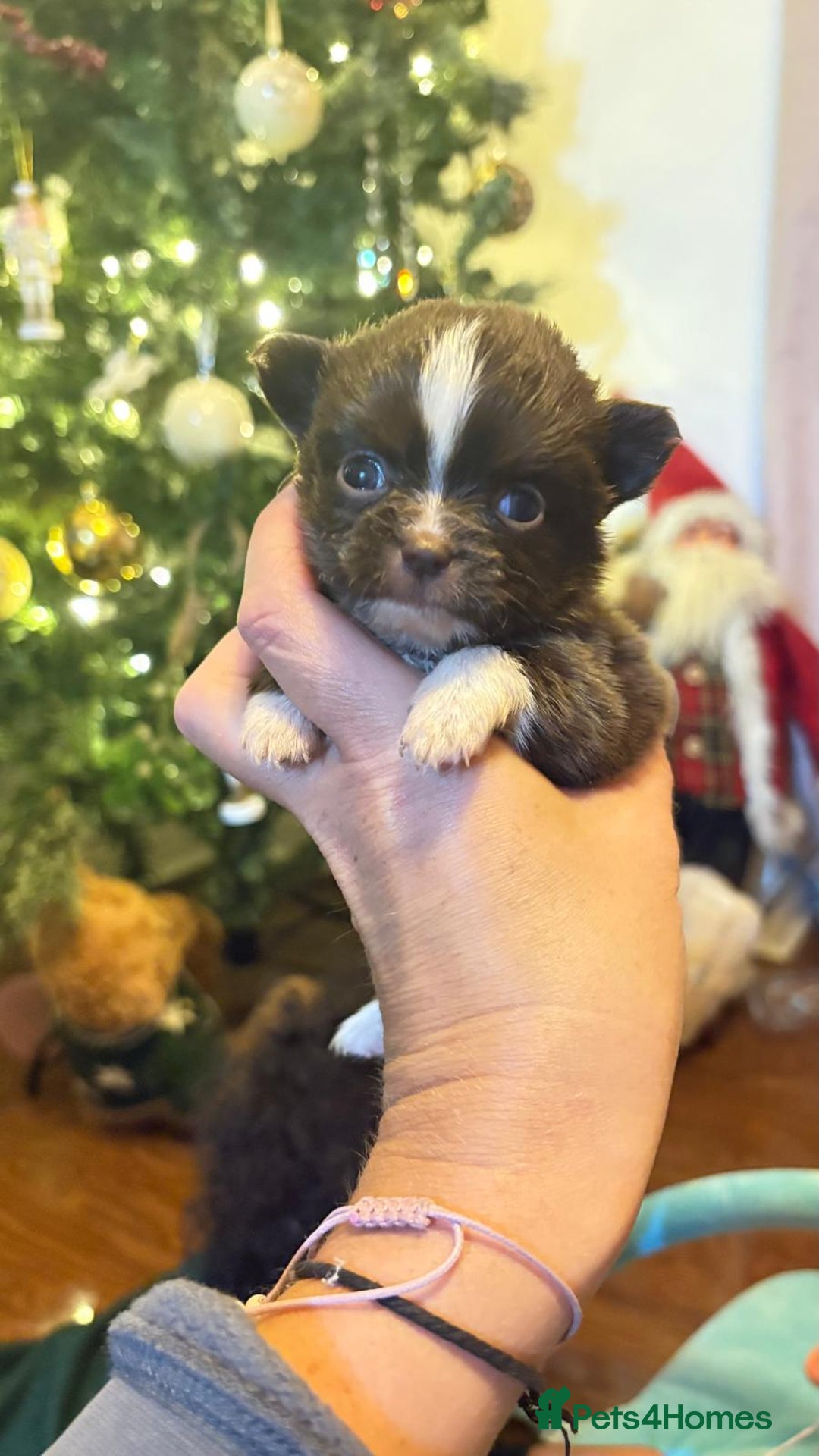 Chihuahua dogs for sale: Beautiful chihuahua babies - Advert 8