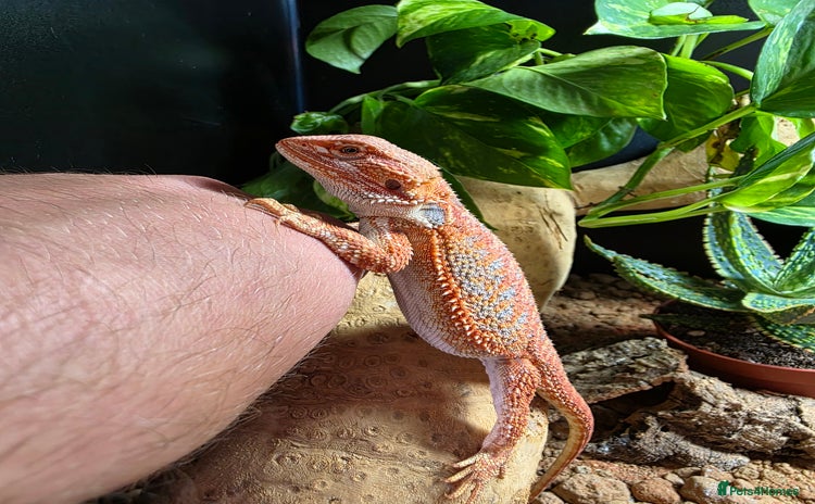 Bearded Dragon reptiles - Advert 1