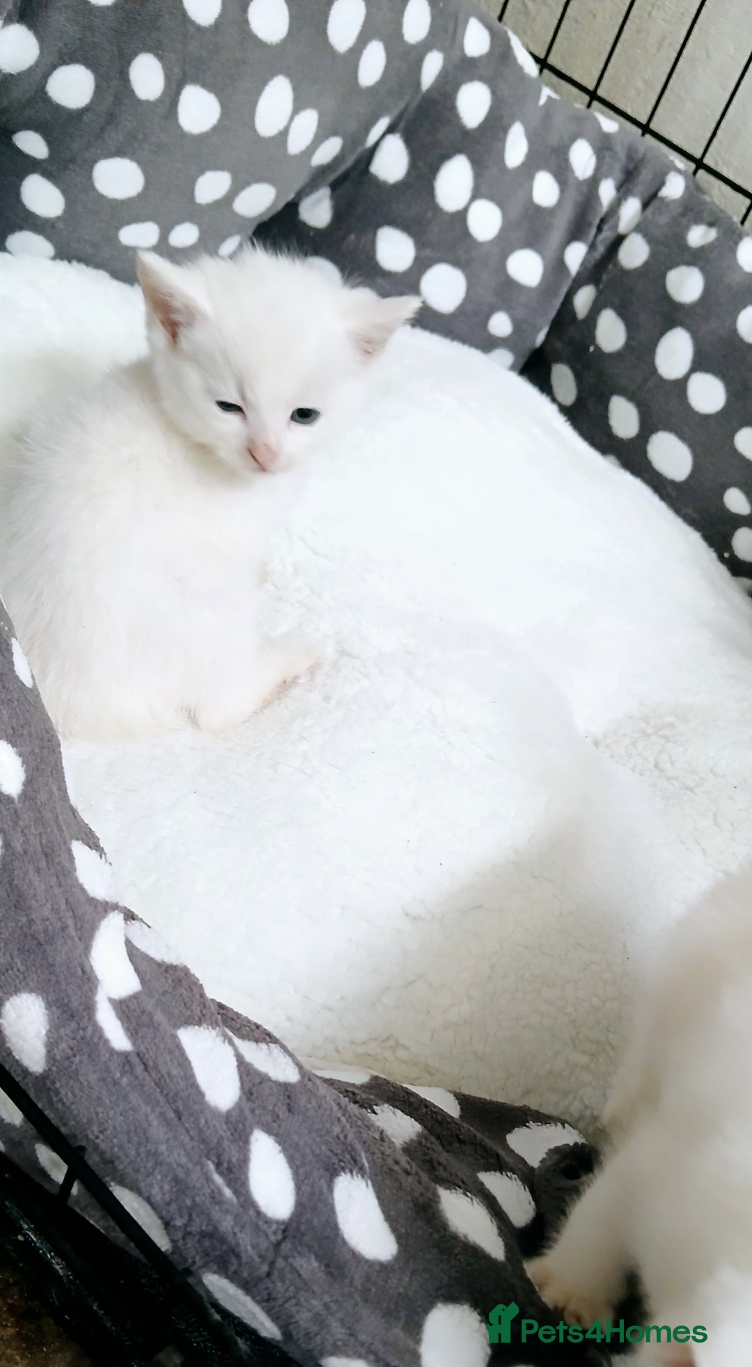 European cats for sale: Cats  - Image 7