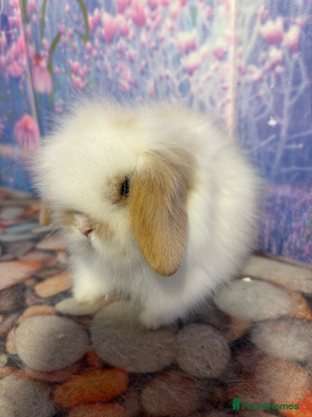 Mini Lion Lop rabbits for sale: Double mane lionlops ready 23rd Oct  - Image 4