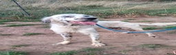 English Setter dogs for adoption: Pol   - Advert 6