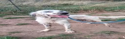 English Setter dogs for adoption: Pol   - Advert 6