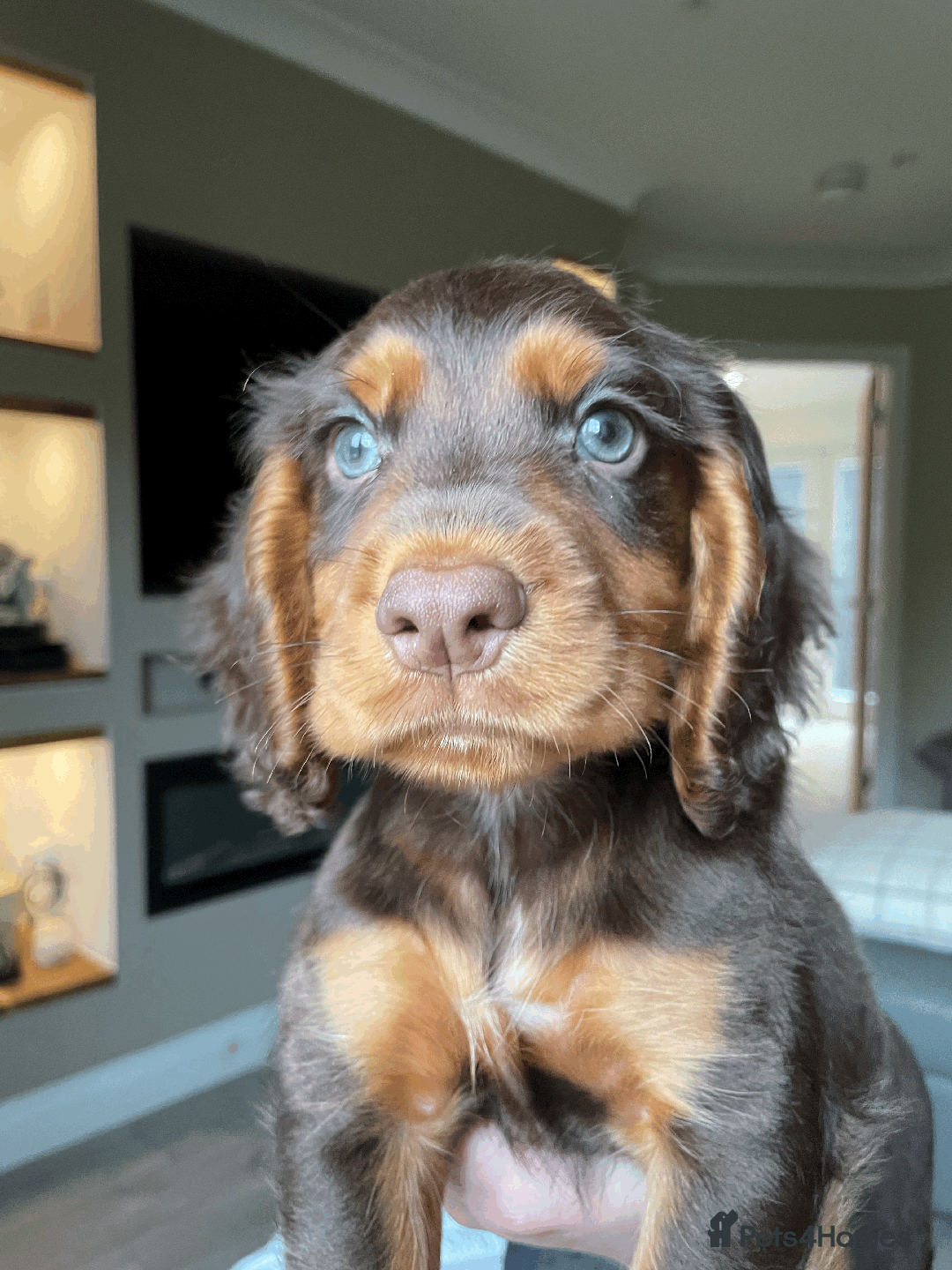 Cocker Spaniel dogs for sale: Cocker Spaniel Pups Outstanding Pedigree Lines! - Advert 13