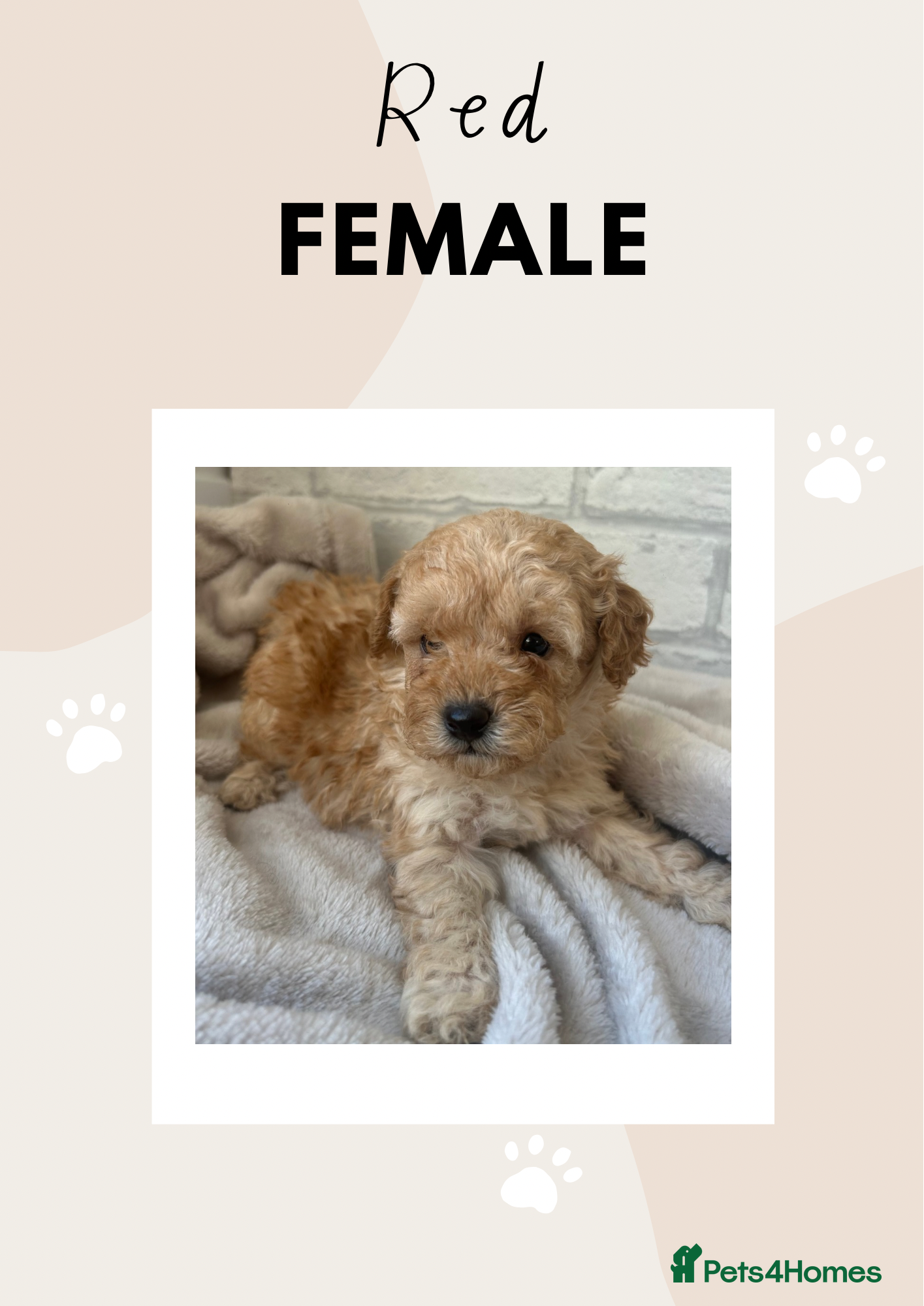 Toy Poodle dogs Adorable Toy Poodle Puppies READY TO GO! - Advert 5