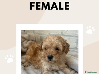 Toy Poodle dogs Adorable Toy Poodle Puppies READY TO GO! - Advert 5
