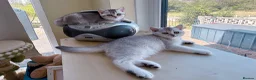 British Shorthair cats for sale: READY NOW! GCCF Register, Silver chinchilla Girls - Advert 6