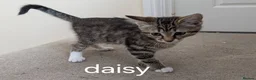 Mixed Breed cats for sale: 2 mixed tabby kittens female in Mansfield - Advert 3