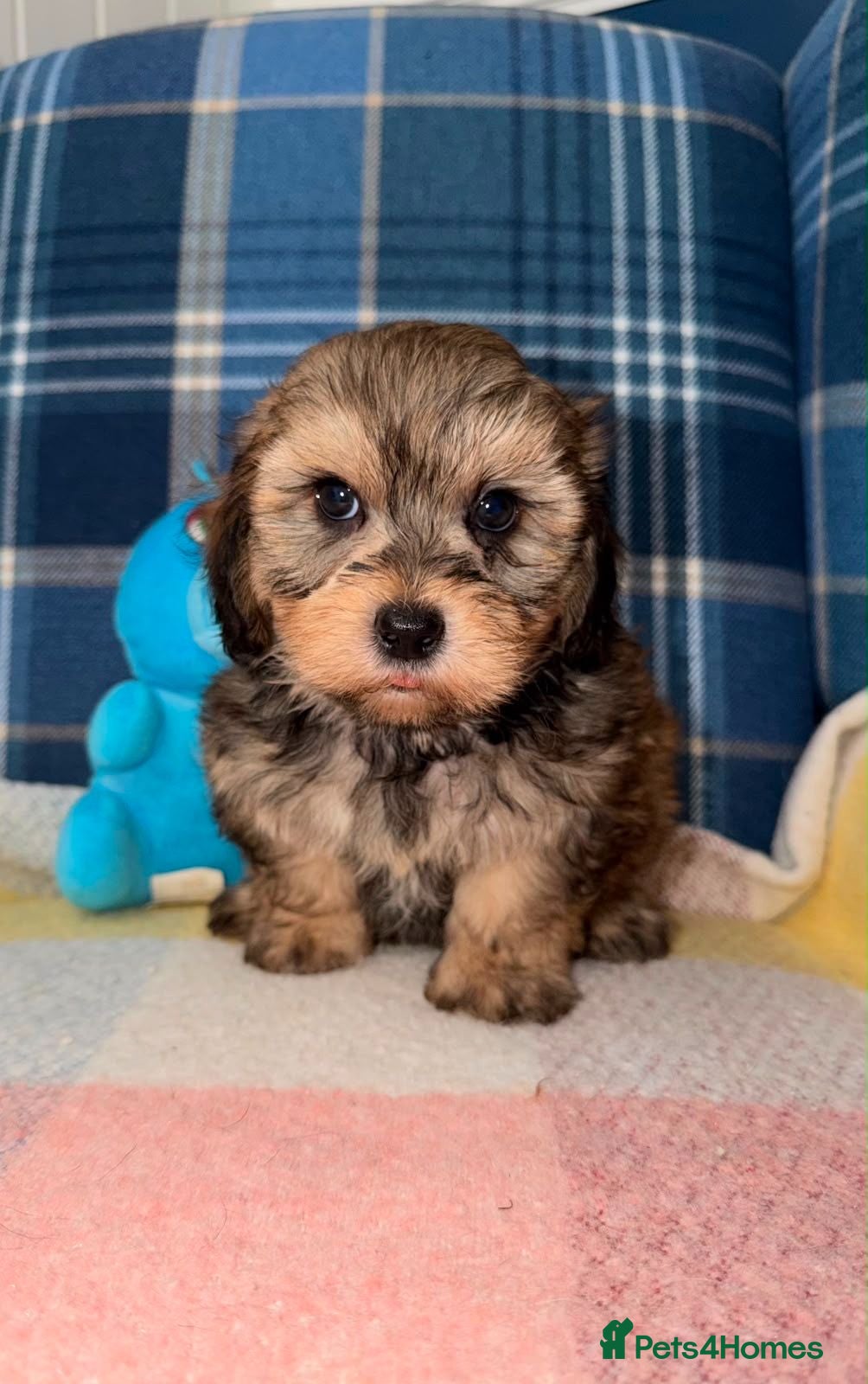 Shihpoo dogs Stunning Shihpoo Puppies Ready Now - Advert 1