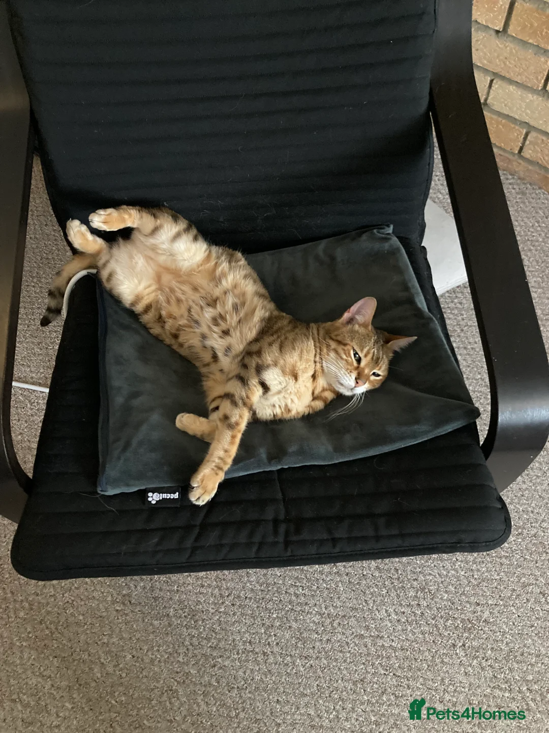 Bengal cats for sale: Beautiful Bengal girl - Advert 1