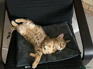 Bengal cats Beautiful Bengal girl - Advert 2