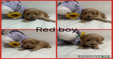 Maltipoo dogs - Advert 15