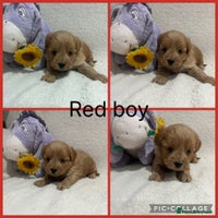 Maltipoo dogs - Advert 2