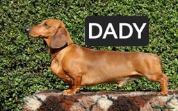 Dachshund dogs for sale: "READY GO STUNING 5 STANDARD DACHSHUND PUPPIES  - Image 9