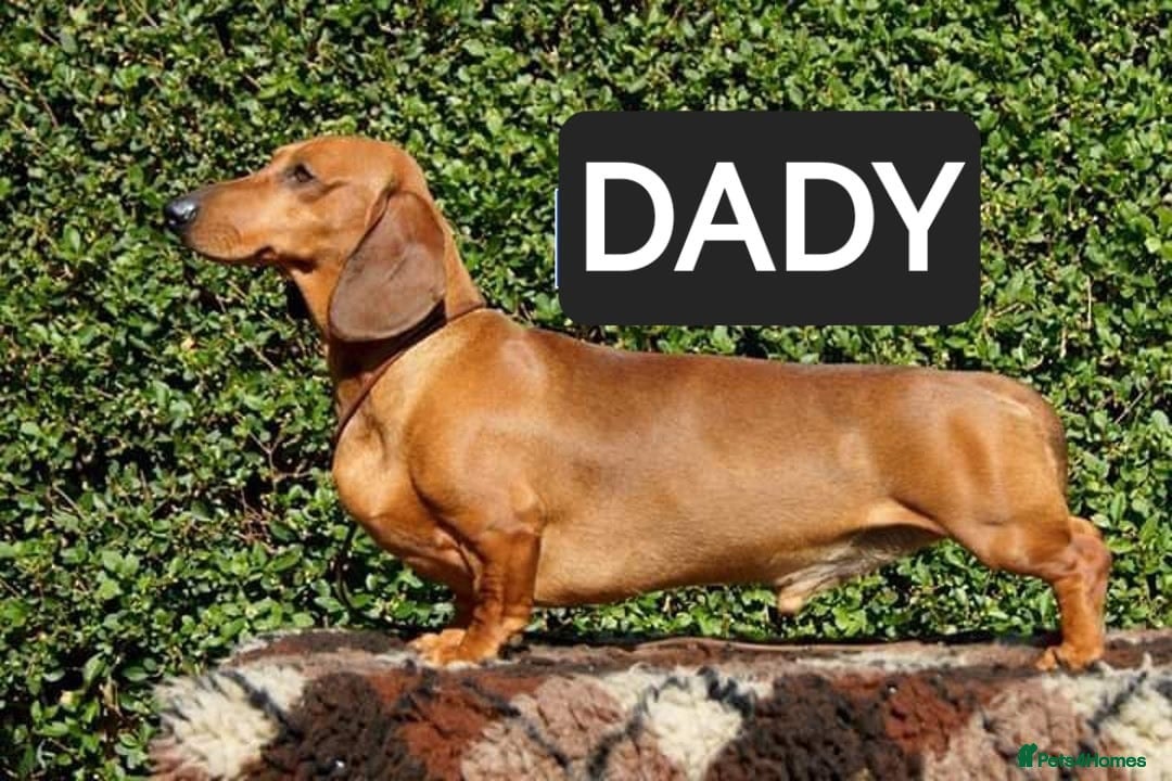 Dachshund dogs for sale: "READY GO STUNING 5 STANDARD DACHSHUND PUPPIES  - Image 9
