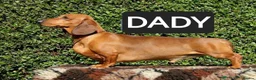 Dachshund dogs for sale:  STUNING 1 STANDARD DACHSHUND BOY  - Advert 3