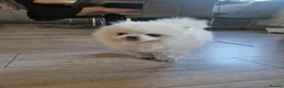Pomeranian dogs for sale: pure white pomeranians 15 weeks old for sale - Advert 5