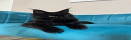 Maine Coon cats for sale: TICA Pedigree Registered Maine Coon Kittens - Advert 15
