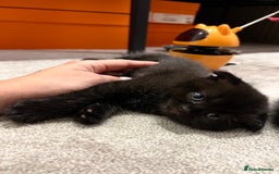 Scottish Fold cats for sale: Black fold for sale London - Image 2