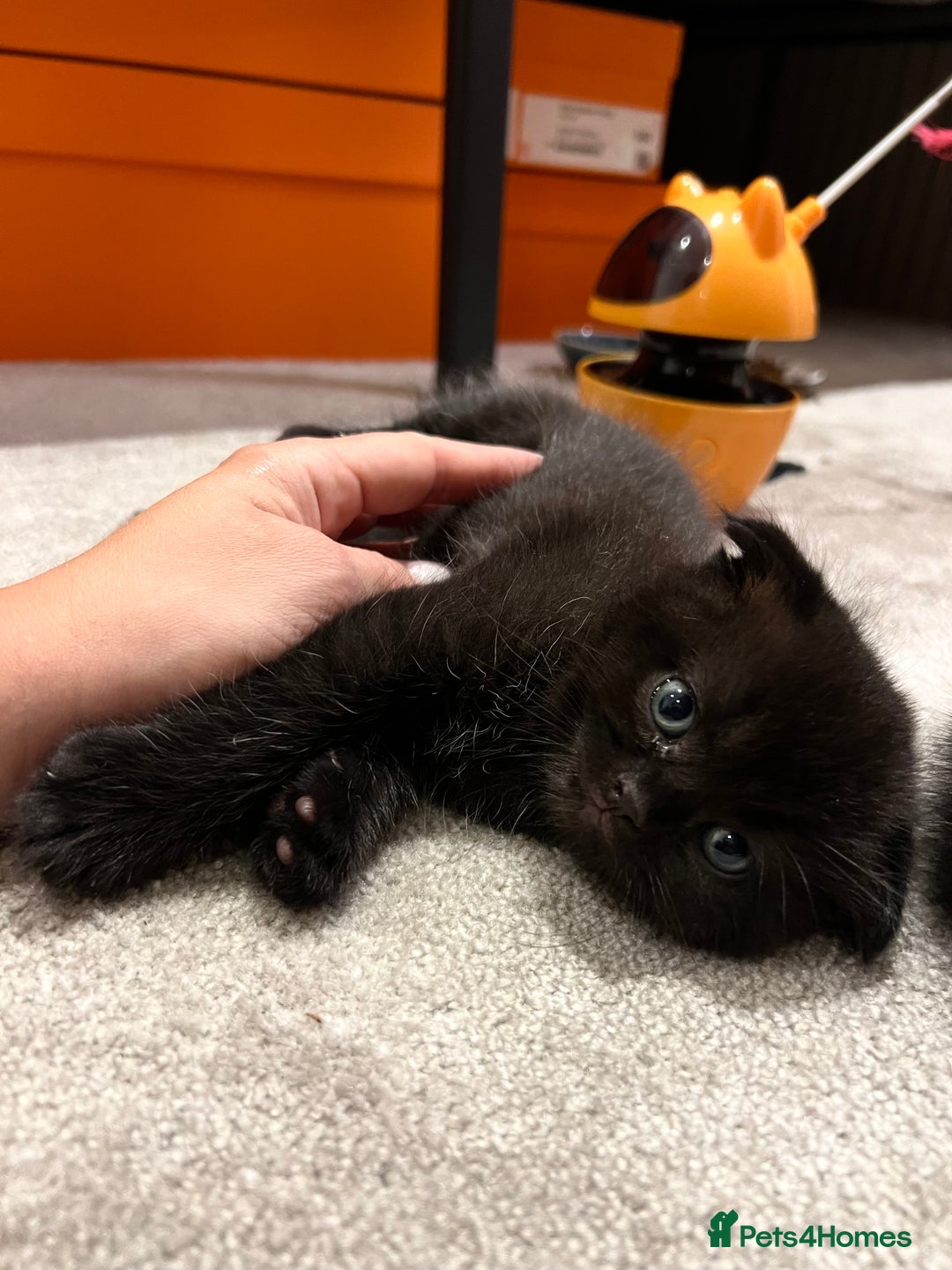 Scottish Fold cats for sale: Black fold for sale London - Image 2