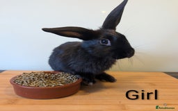 Mixed Breed rabbits for sale: Lots of bunnies for sale  - Image 5