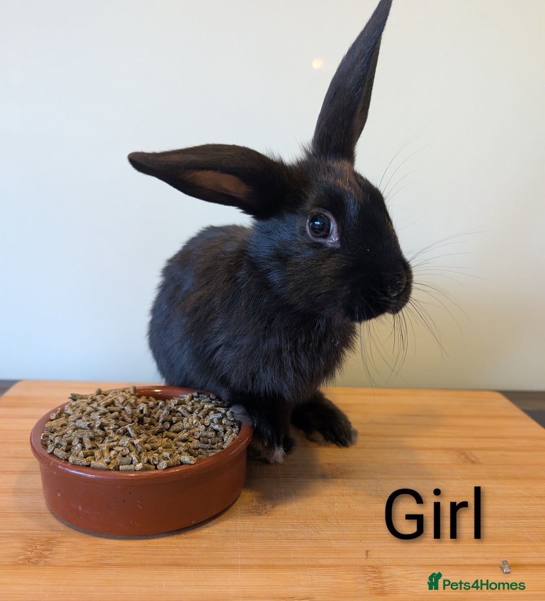 Mixed Breed rabbits for sale: Lots of bunnies for sale  - Image 5