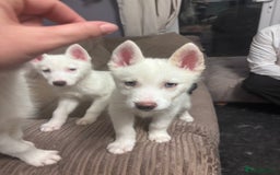 Utonagan dogs for sale: Husky (Utonagon) Puppies  - Image 14
