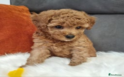 Cockapoo dogs for sale: Adorable best friend pups, sold fully vaccinated - Image 32