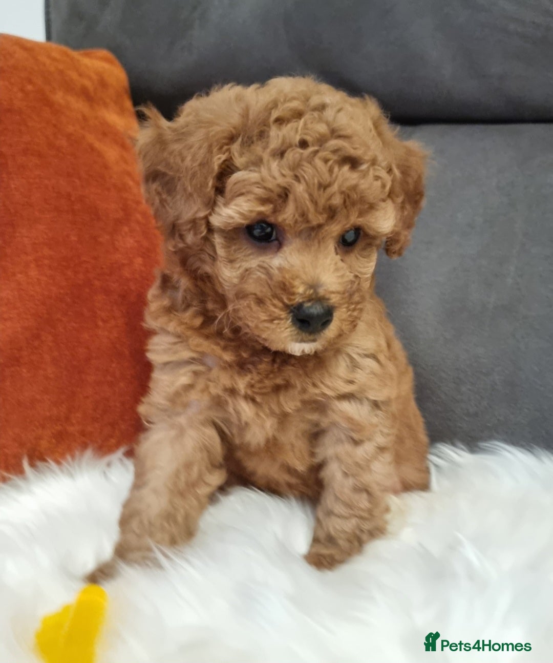 Cockapoo dogs for sale: Adorable best friend pups, sold fully vaccinated - Image 32