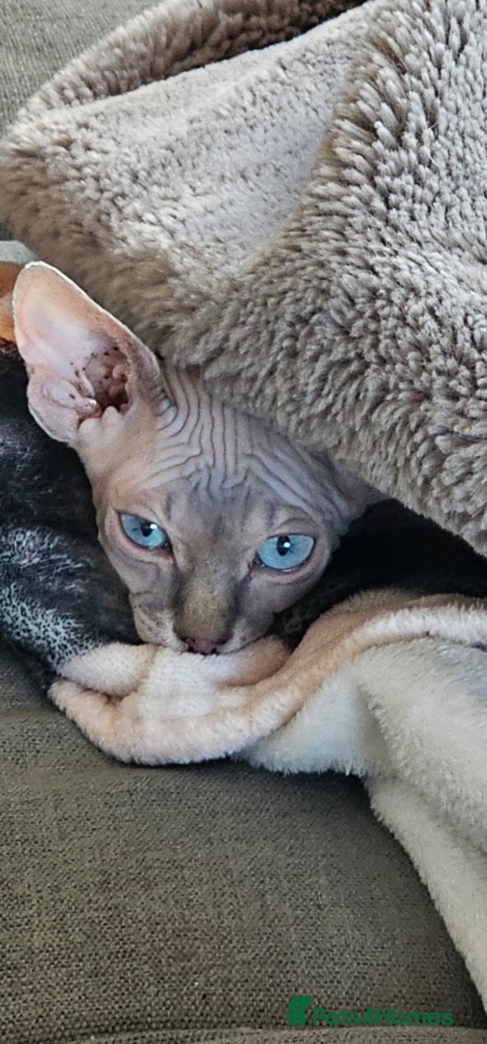 Sphynx cats for sale: Beautiful bonded pair  - Advert 3