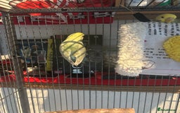 Budgerigars birds for sale: 2 lovely rainbow budgies for sale  - Image 2