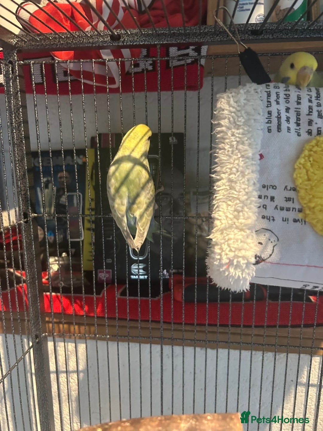 Budgerigars birds for sale: 2 lovely rainbow budgies for sale  - Image 2