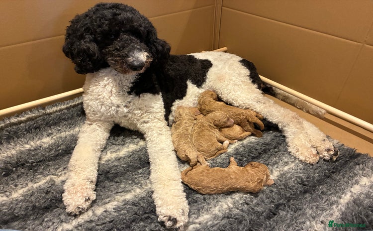Standard Poodle dogs - Advert 2