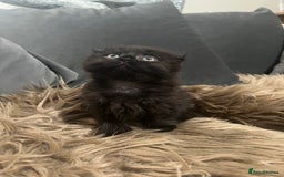 Scottish Fold cats for sale: Beautiful Scottish fold🧸🌹 - Image 9