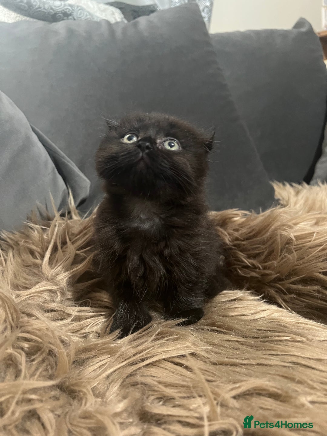 Scottish Fold cats for sale: Beautiful Scottish fold🧸🌹 - Image 9