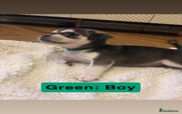 Mixed Breed dogs for sale: Beautiful Pug × Bichon Frise Puppies – Ready 08/12 - Advert 3