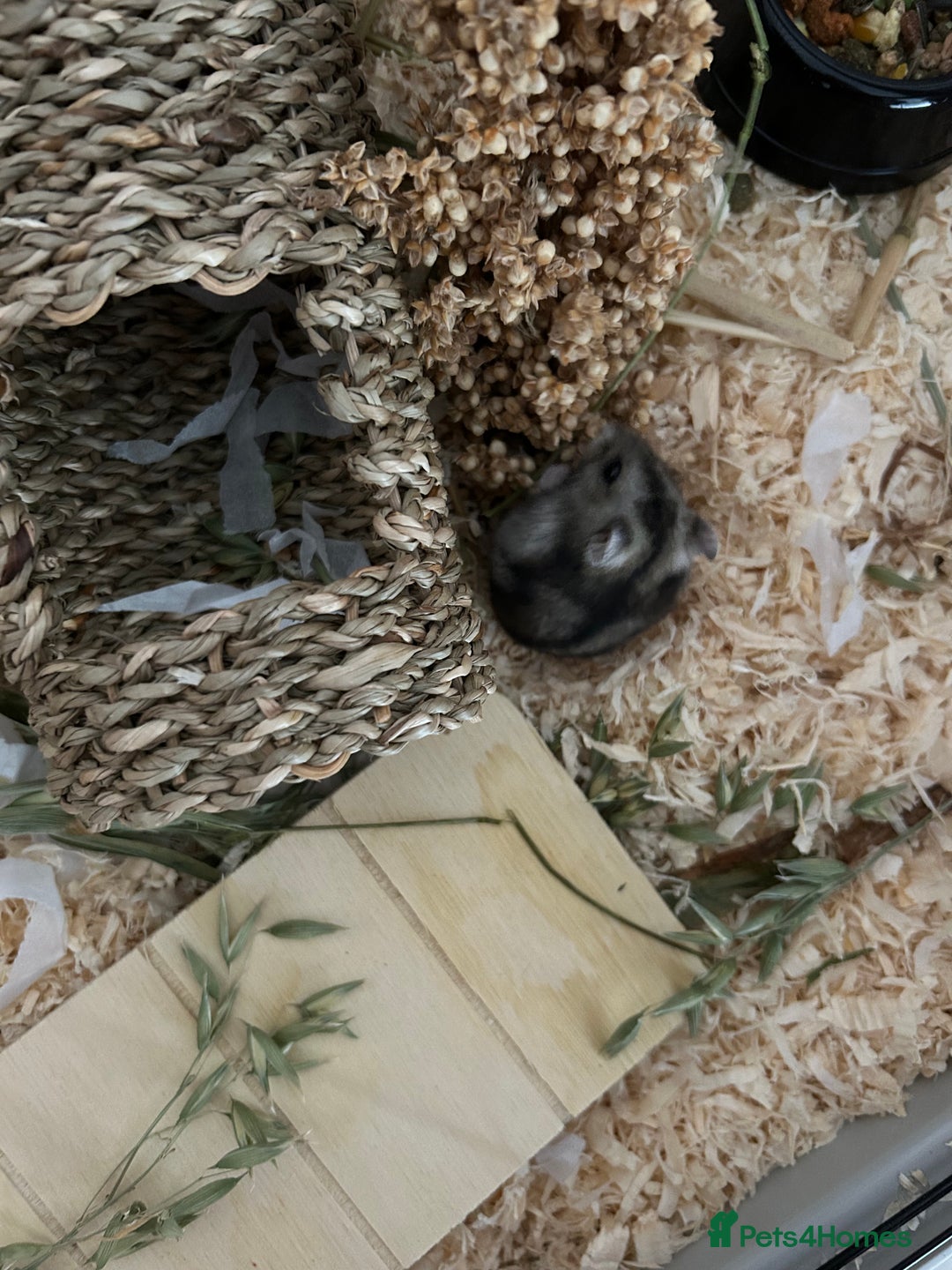 Hamster rodents for sale: Russian Dwarf Hamster  - Image 5