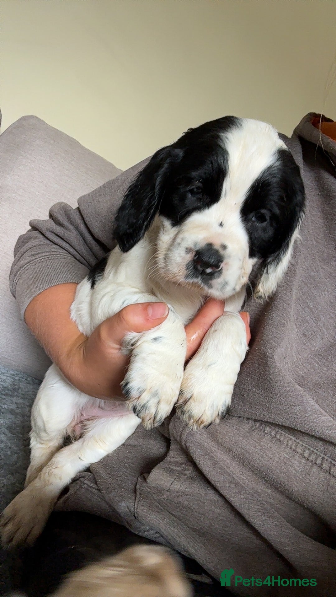 Cocker Spaniel dogs for sale: KC Registered Working Cocker Spaniel puppies - Image 6