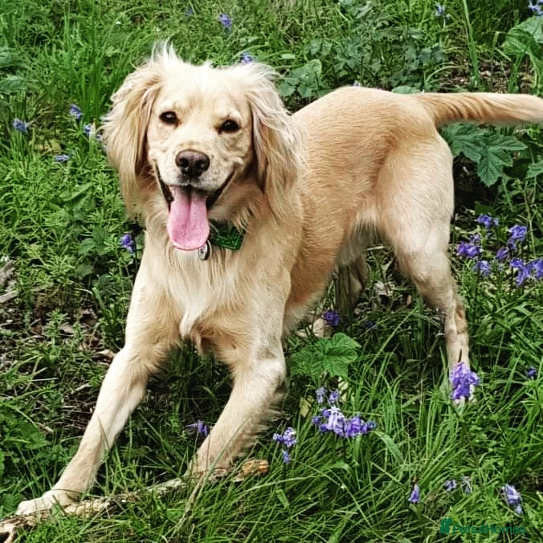 Cocker Spaniel dogs for stud: Proven Dexter for stud in Doncaster - Advert 4
