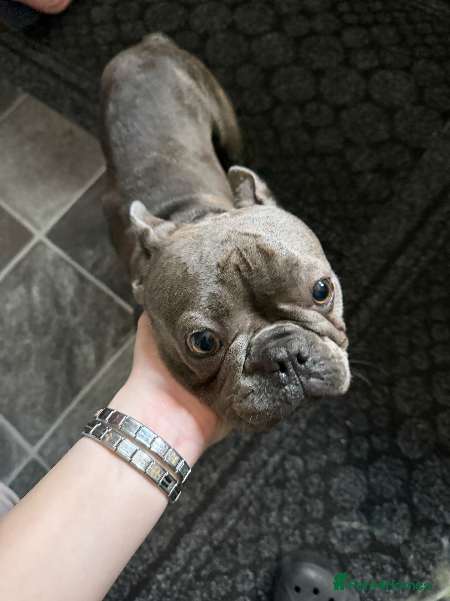 French Bulldog dogs for sale: French bulldog puppies  - Advert 6