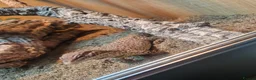 Monitor reptiles for sale: Aki monitor lizard & full set up  in Southampton - Advert 3
