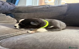 Siberian Husky dogs for sale: Husky puppies for sale - Image 11