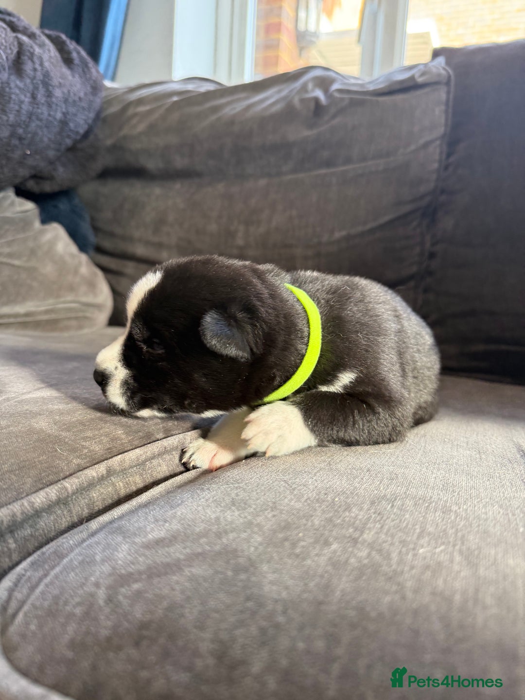 Siberian Husky dogs for sale: Husky puppies for sale - Image 11