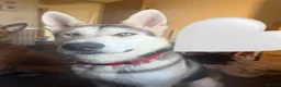 Siberian Husky dogs for sale: Storm- Rehome in Scunthorpe - Advert 2