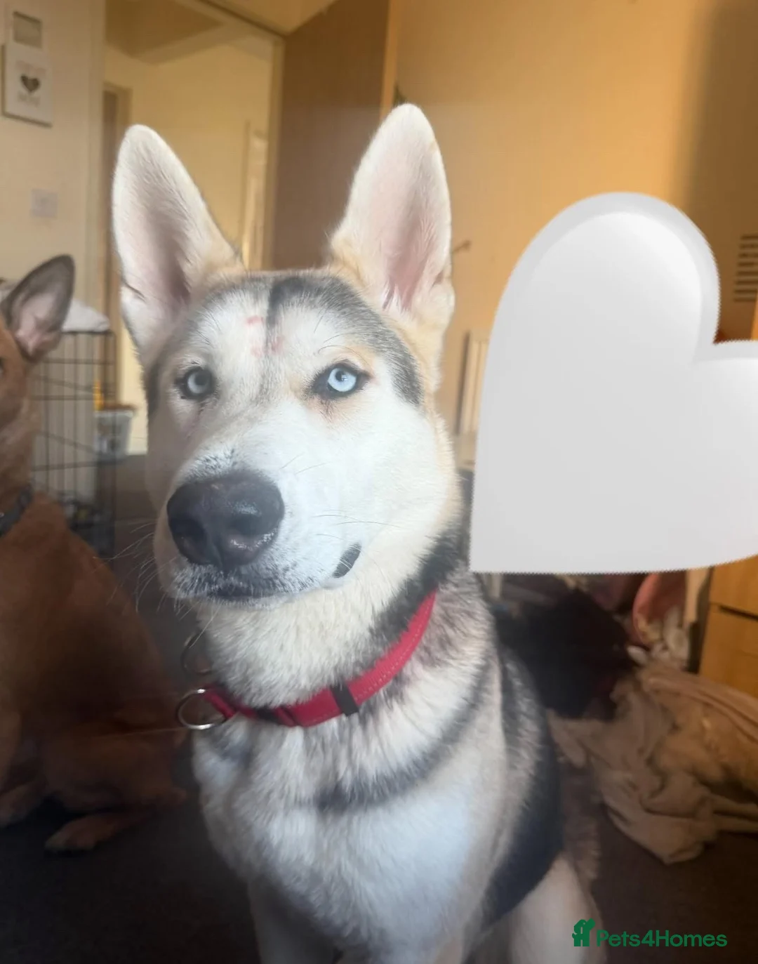 Siberian Husky dogs for sale: Storm- Rehome in Scunthorpe - Advert 2