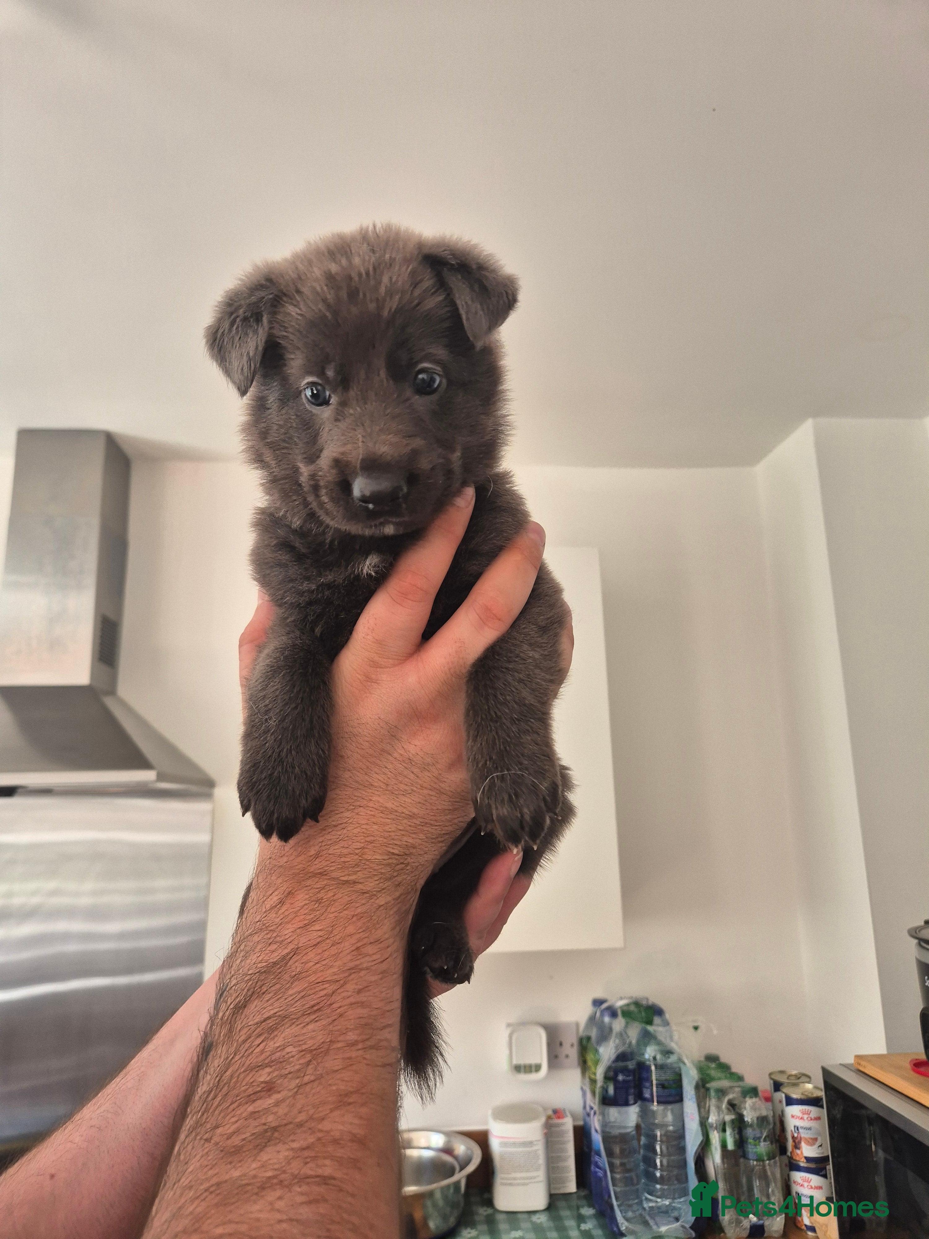 German Shepherd dogs Rare Blue & black & white german shepherd puppies - Advert 2