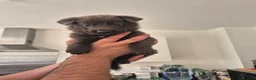 German Shepherd dogs for sale: Rare Blue & black & white german shepherd puppies - Advert 4
