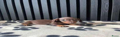 Miniature Dachshund 4