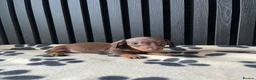 Miniature Dachshund dogs for sale: Dachshund Puppies (miniature) - Advert 7