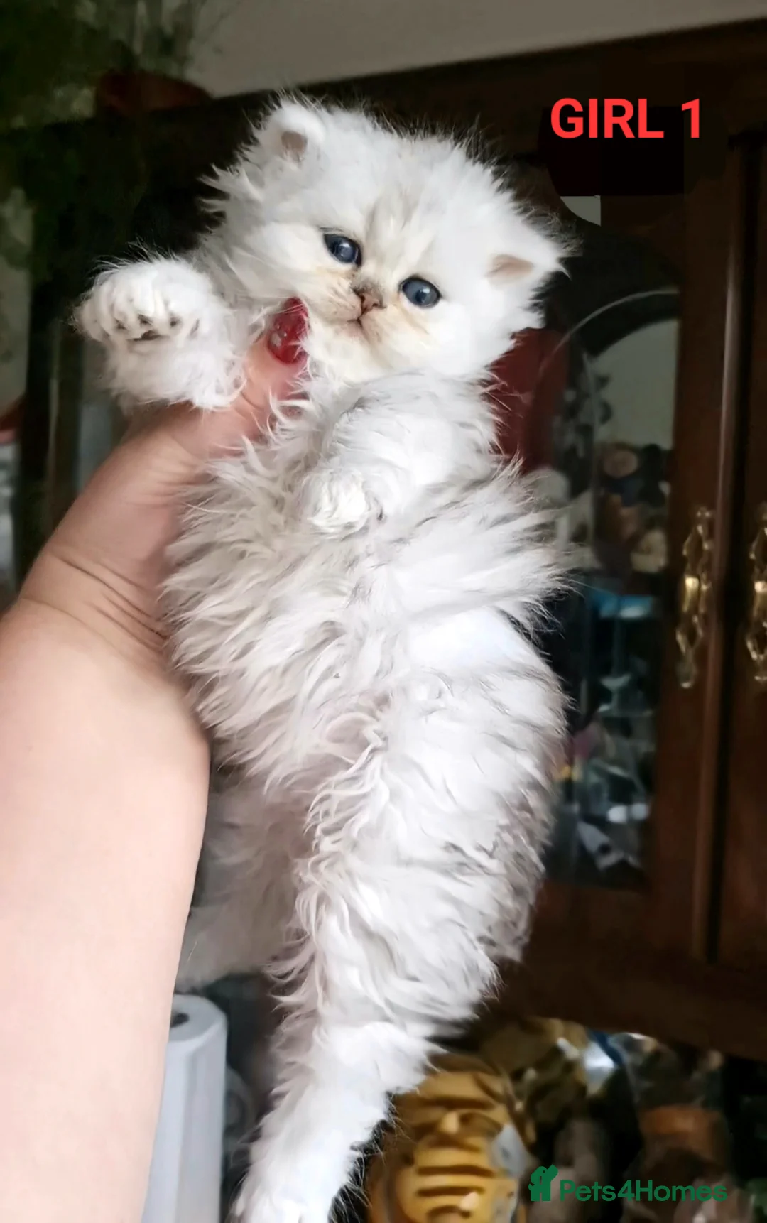 Persian cats for stud: Stunning Persian Silvertip Chinchilla for Stud in Bedford - Advert 8